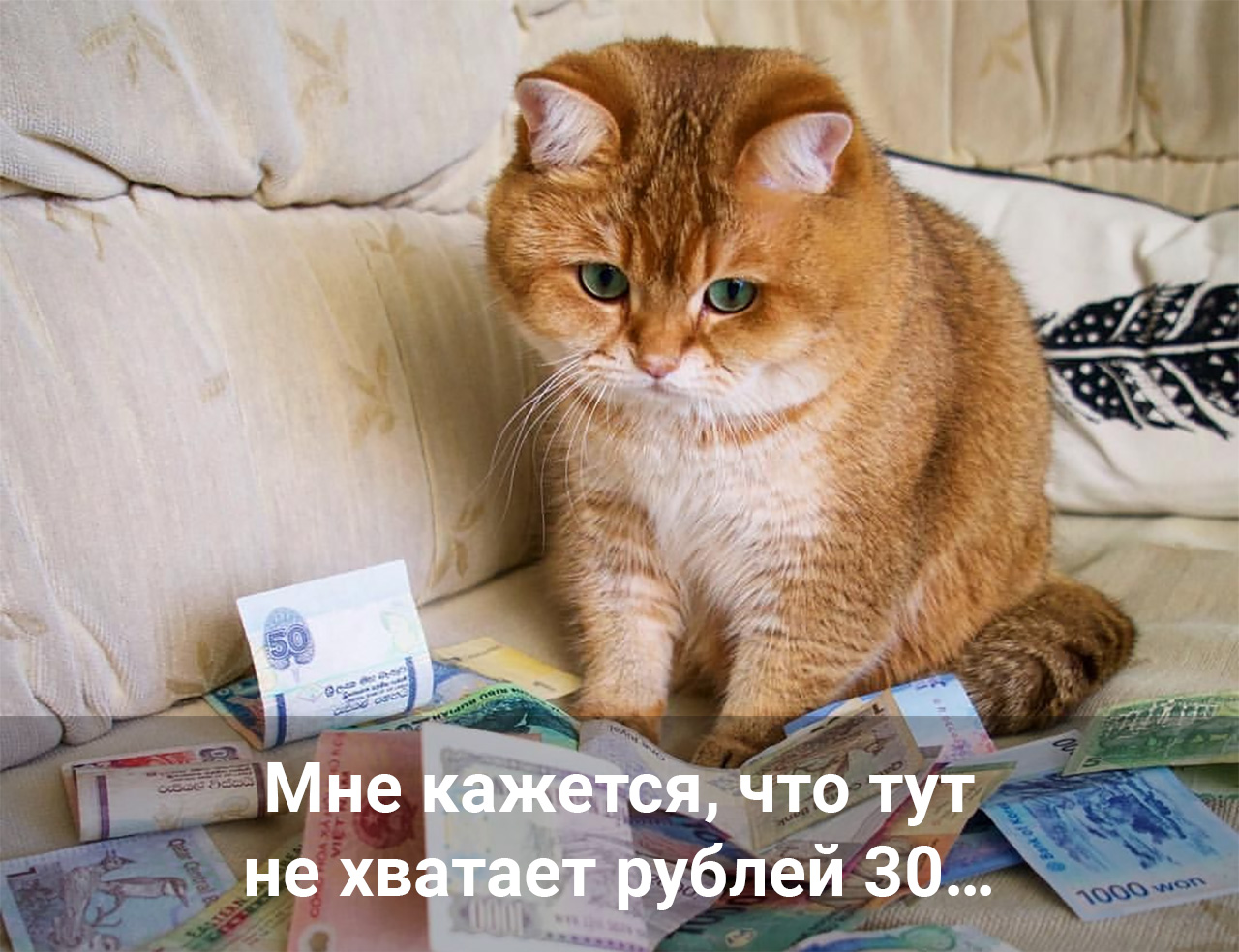 sad-kotik-30-rubles-w